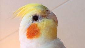 玄凤鹦鹉爆料视频播放,视频播放背后的惊人内幕  第1张